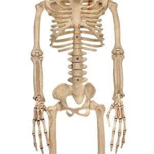 37" Alien Skeleton Decoration<Oriental Trading Sale