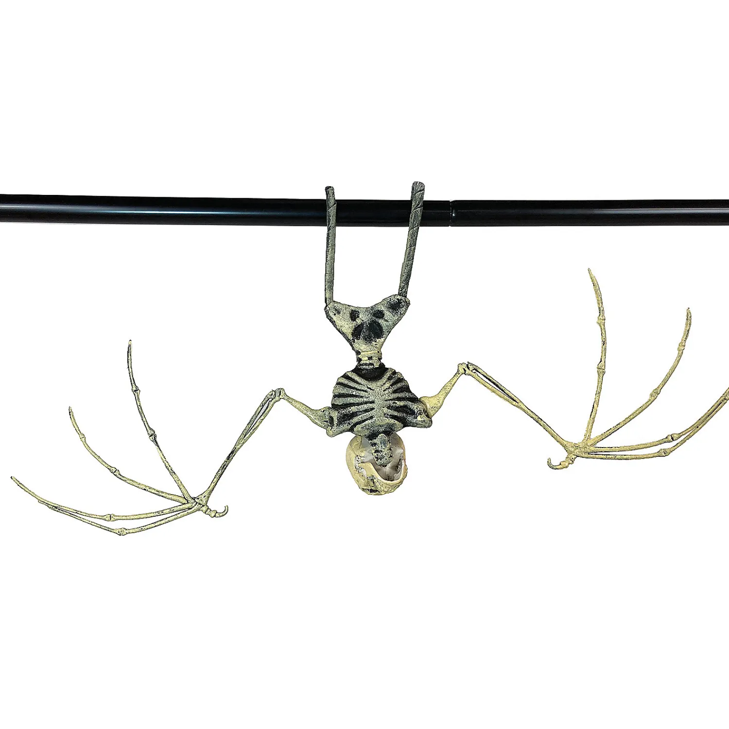 bat_skeleton_3.webp Bat Skeleton<Oriental Trading New
