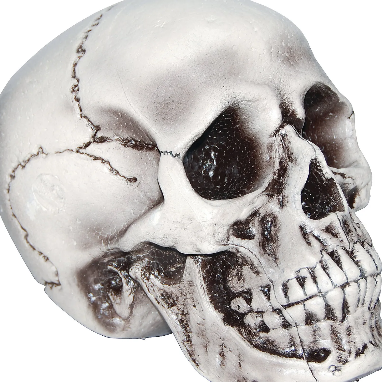 beige_skull_0.webp Beige Skull<Oriental Trading Hot