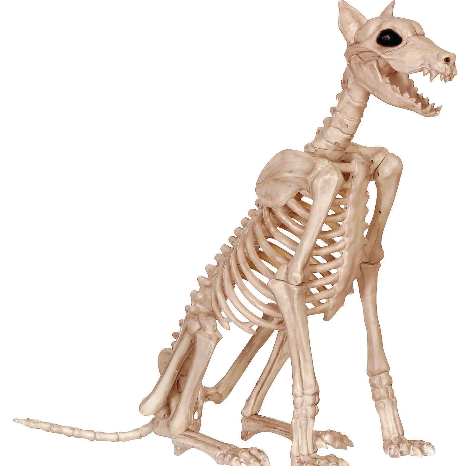 doberman_skeleton_hallowe_0.webp Doberman Skeleton Halloween Decor<Oriental Trading Flash Sale