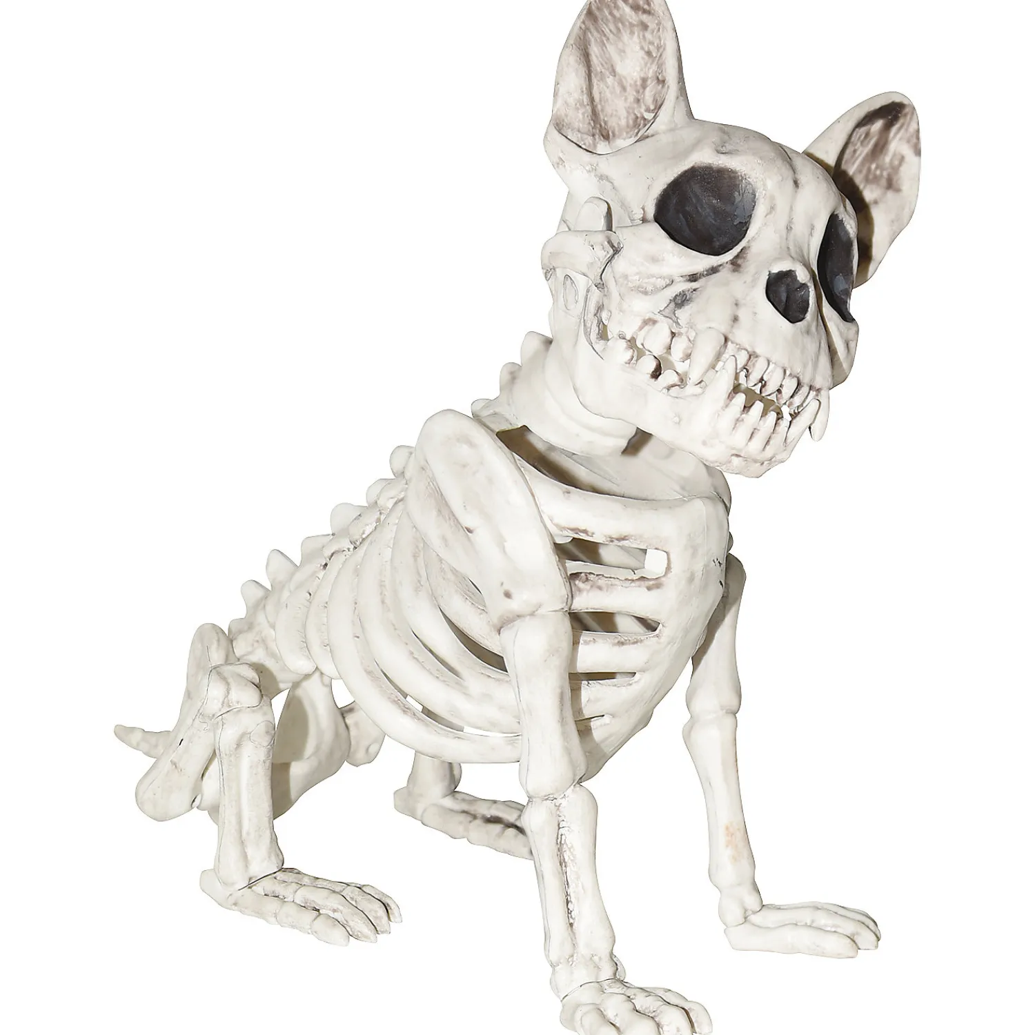 dog_skeleton_0.webp Dog Skeleton<Oriental Trading Clearance
