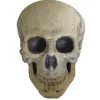 9.5" Foam Skull Decoration<Oriental Trading Hot