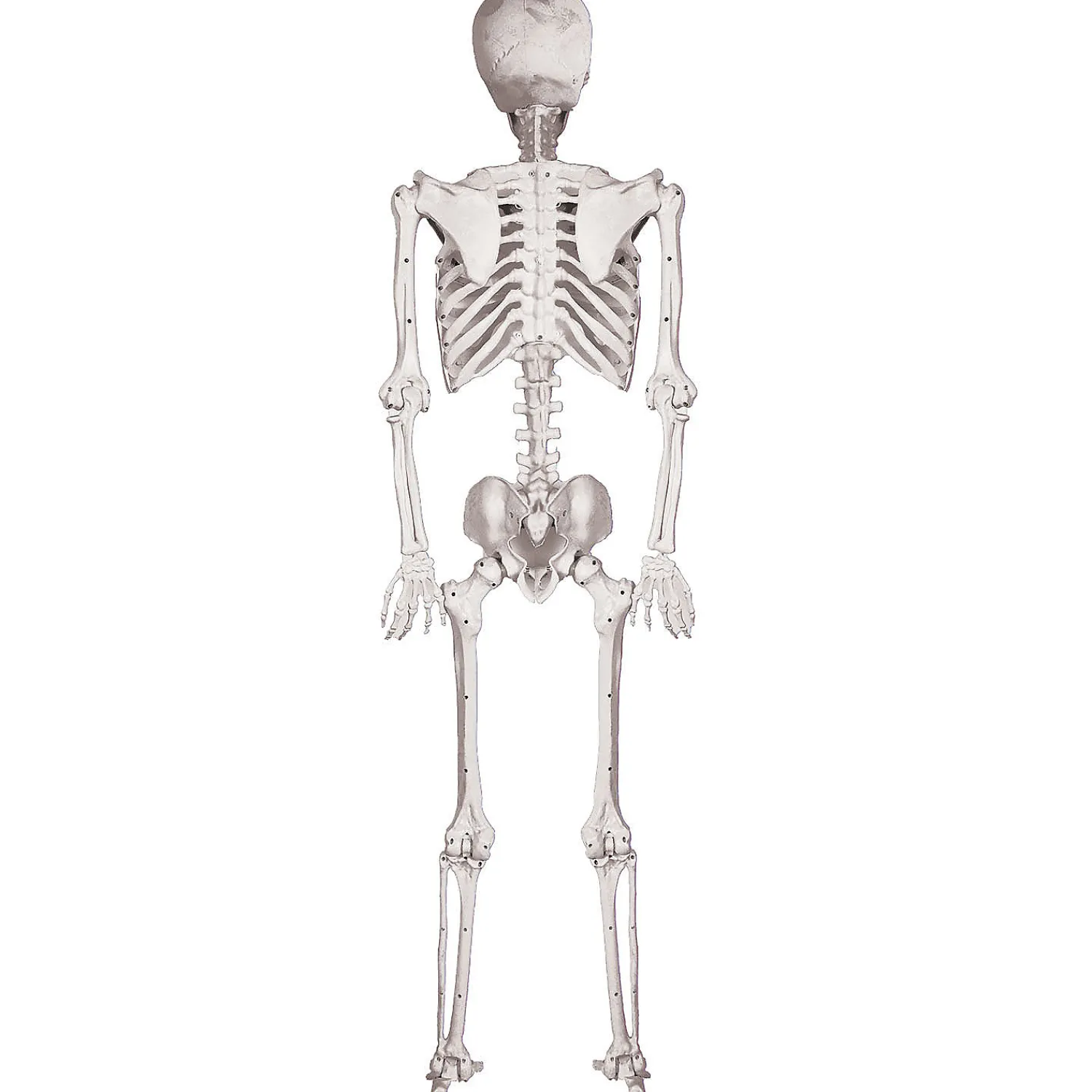 ft_skeleton_pose__hold_h_1.webp 5 Ft. Skeleton Pose & Hold Halloween Decoration<Oriental Trading Online