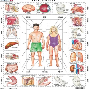 Oriental Trading Puzzles*Larsen The Body 35 Piece Children's Educational Jigsaw Puzzle