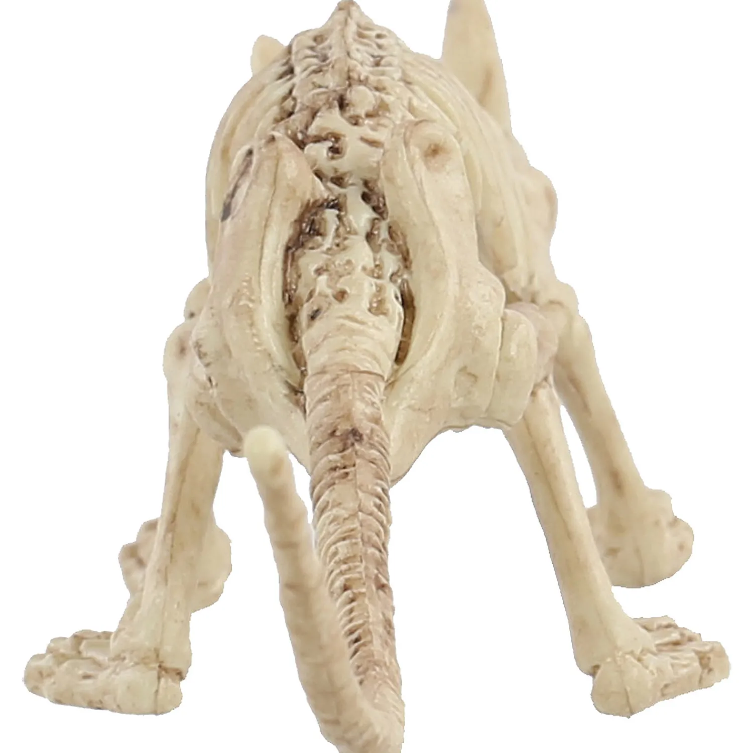 mini_skeleton_rat_prop_1.webp Mini Skeleton Rat Prop<Oriental Trading New