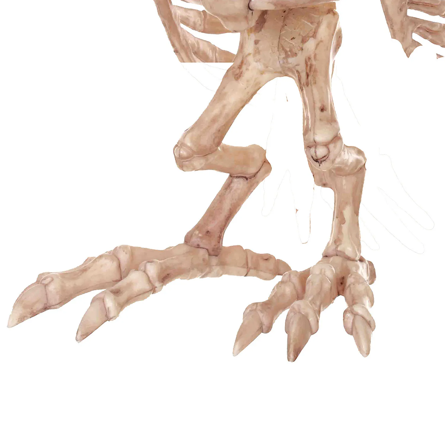 owl_skeleton_decoration_1.webp 13.5" Owl Skeleton Decoration<Oriental Trading Hot