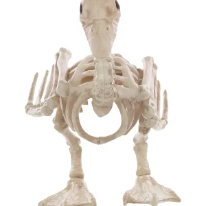 Skeleton Baby Duck Prop<Oriental Trading Online