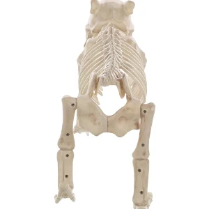 Skeleton Bones The Dog Prop<Oriental Trading Shop