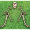 Skeleton Groundbreaker Decoration<Oriental Trading Shop