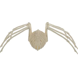 Skeleton Spider Prop<Oriental Trading Hot