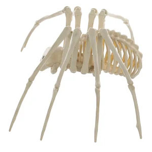 Skeleton Spider Prop<Oriental Trading Hot