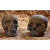 Skull Moss Covered No Jaw<Oriental Trading Online