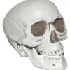 Skull With Moveable Jaw Halloween Decoration<Oriental Trading Sale