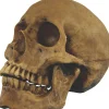 Small Skull Resin Cranium Halloween Decoration<Oriental Trading Sale