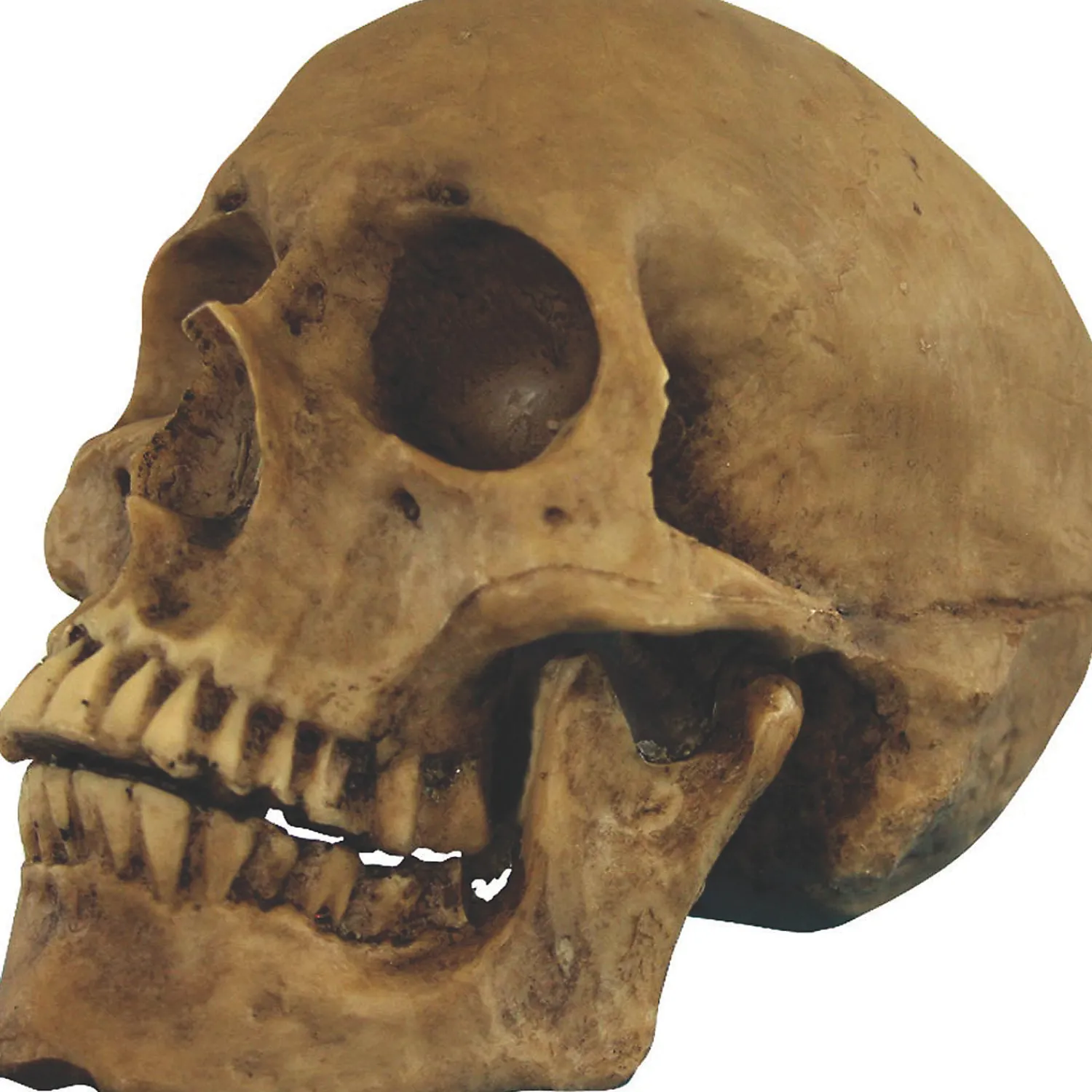 small_skull_resin_cranium_0.webp Small Skull Resin Cranium Halloween Decoration<Oriental Trading Sale