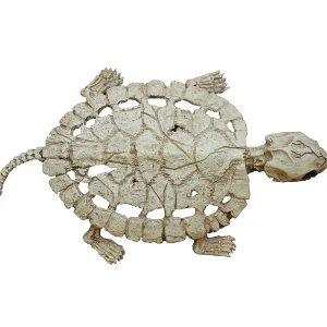 Turtle Skeleton Decoration<Oriental Trading Cheap